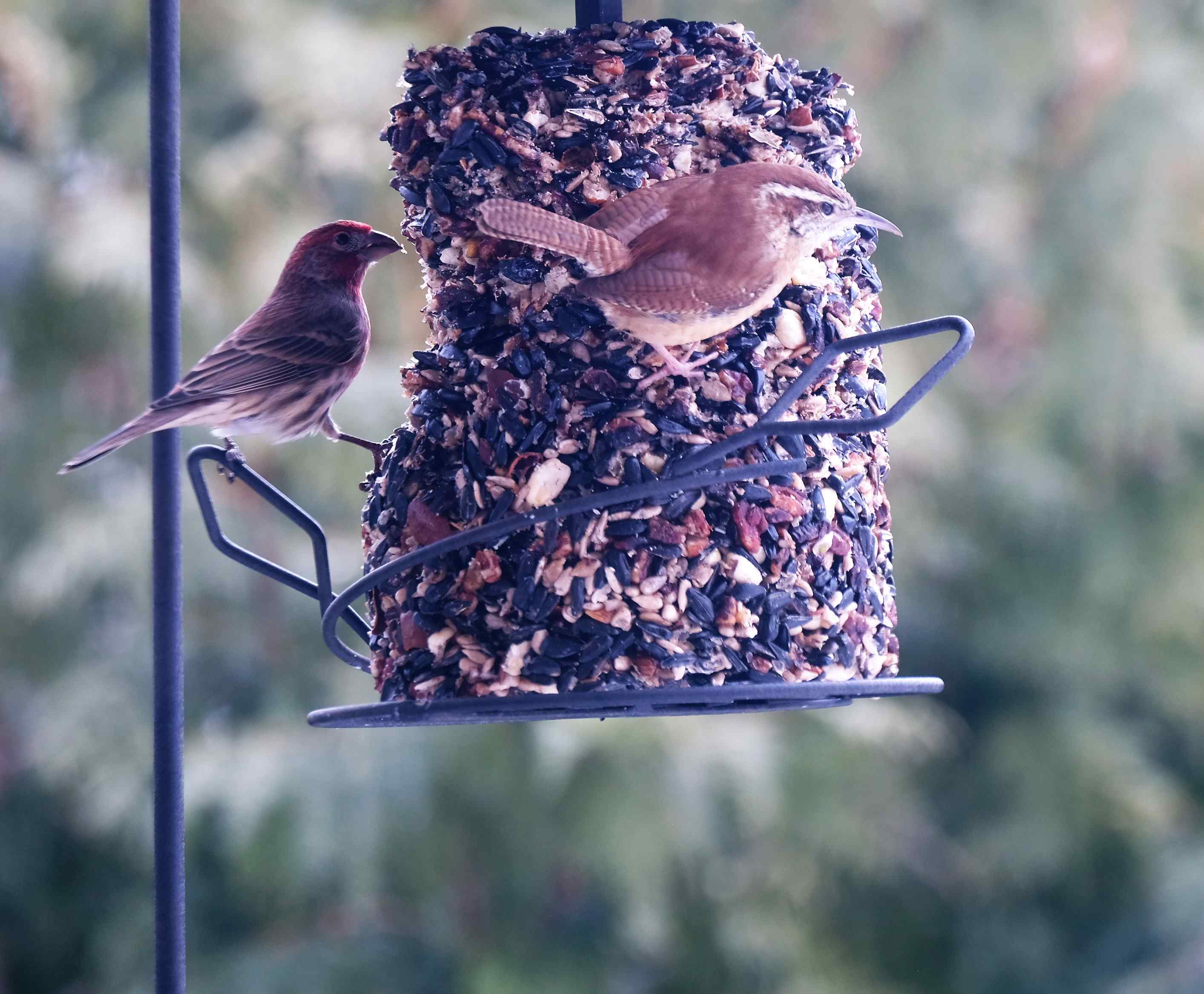 Nature photograph finch and a carolina wren