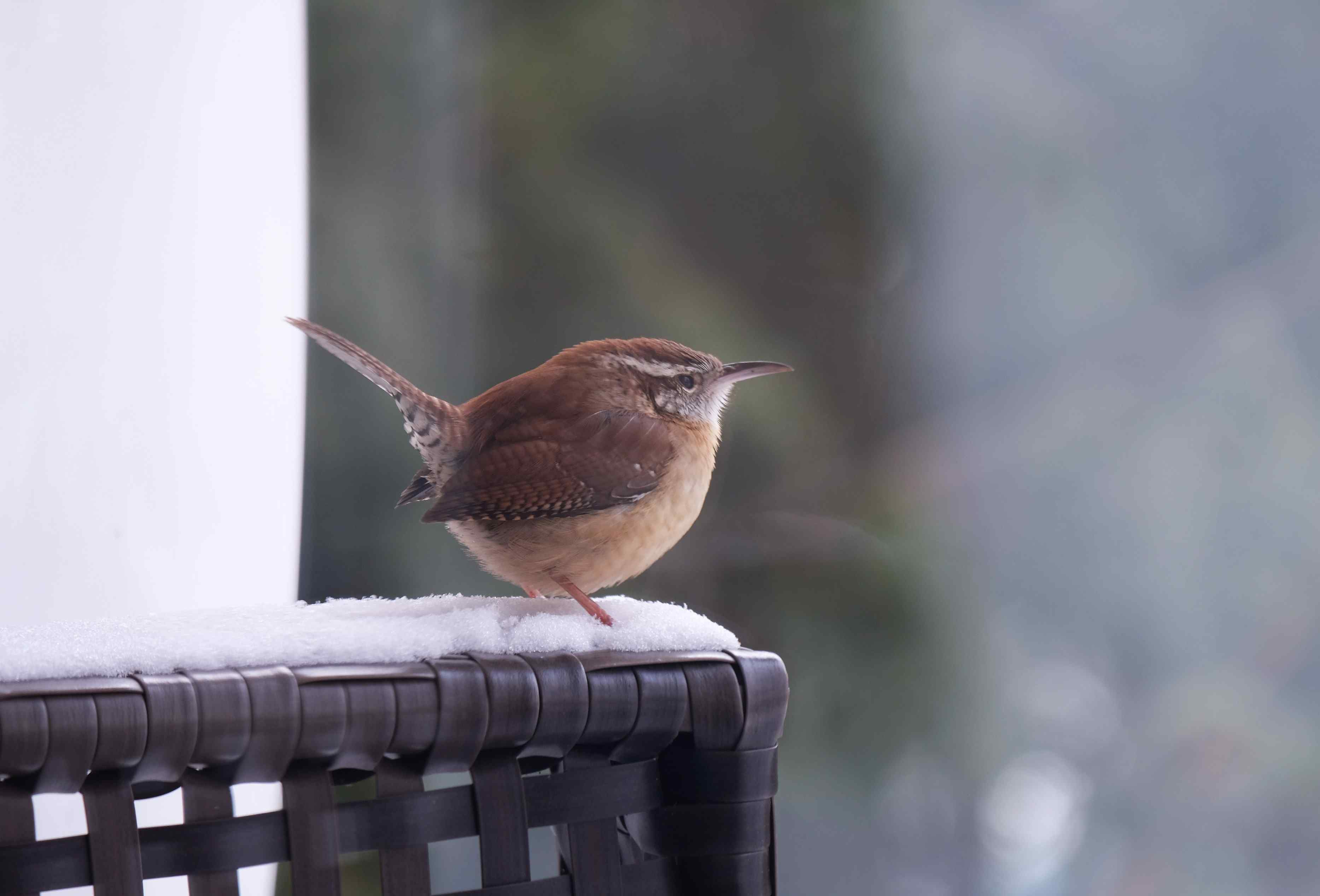 Nature photograph wren in the snow