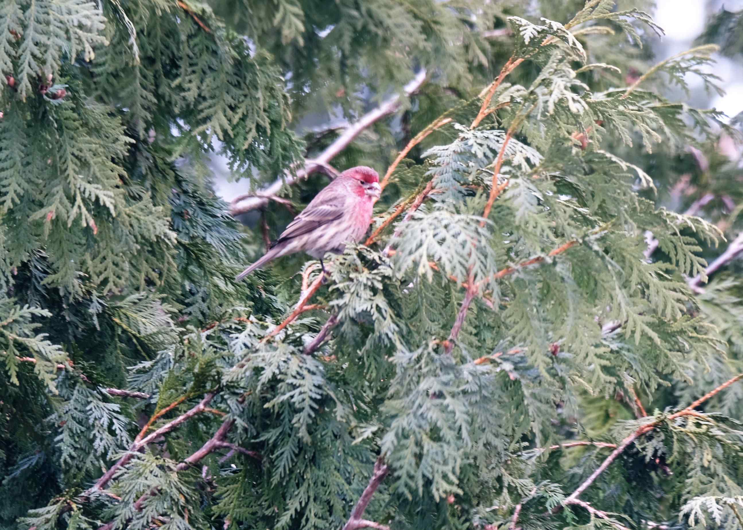 Nature photograph finch in the cedar