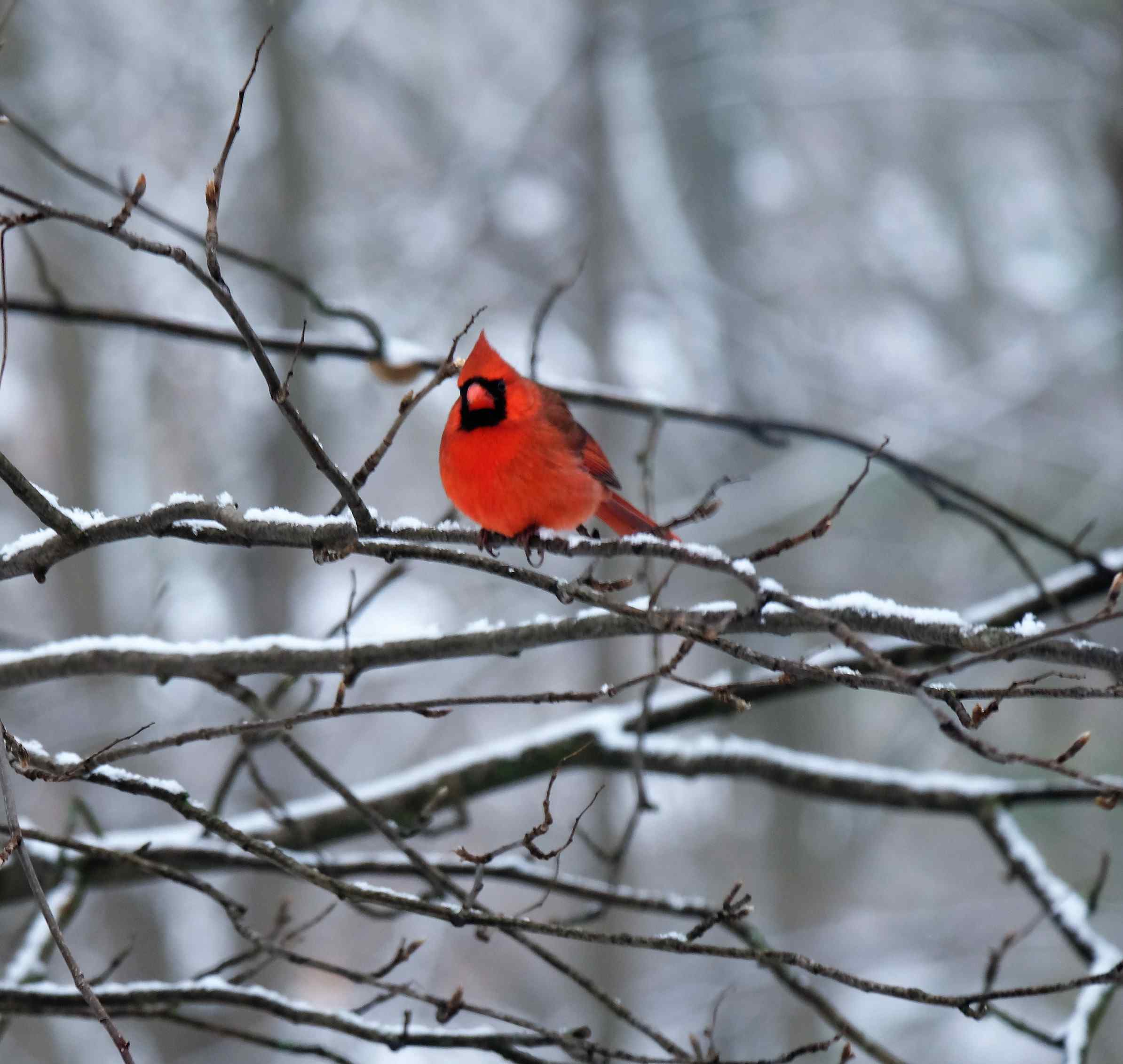 Nature photograph fat cardinal