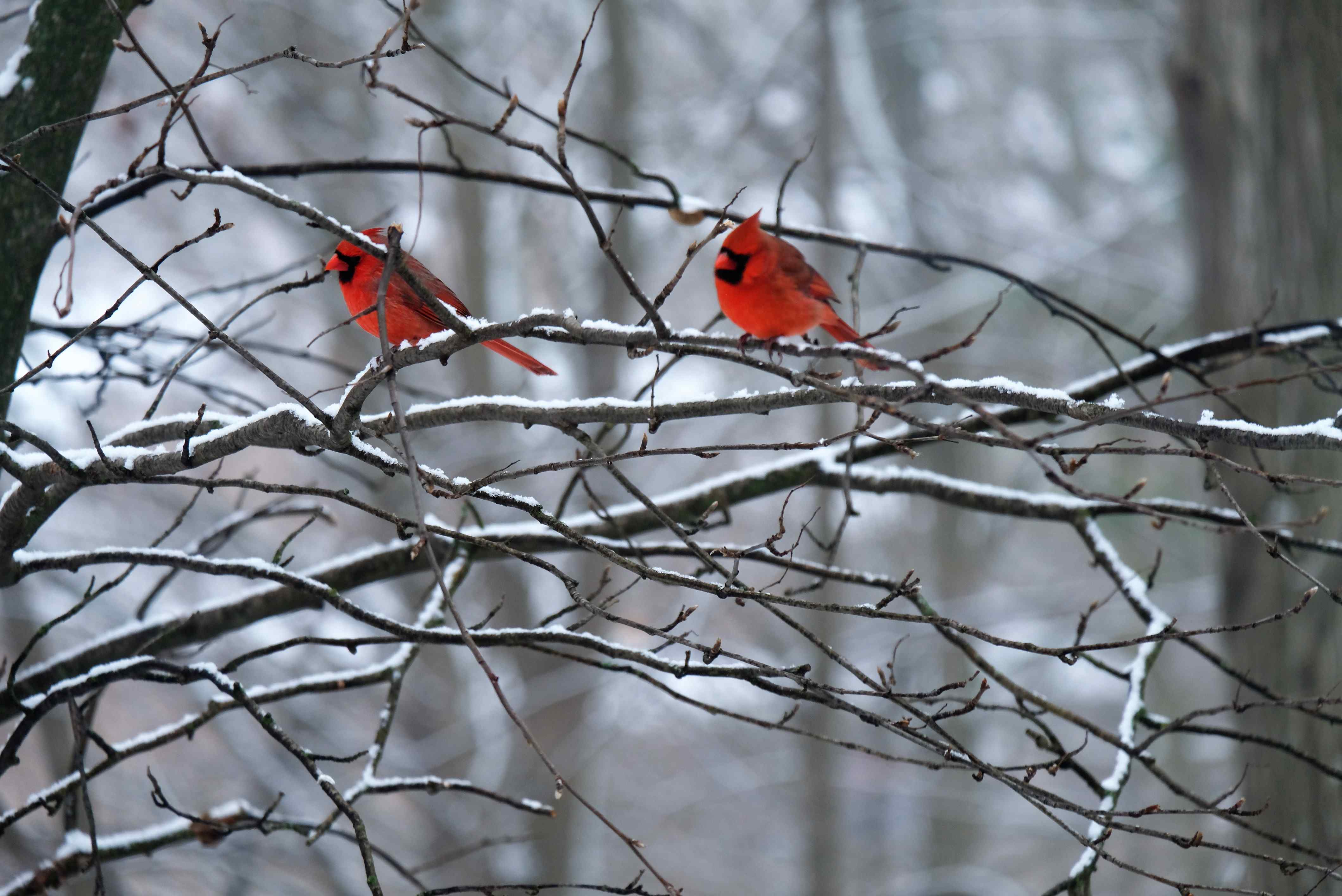 Nature photograph two cocky cardinals