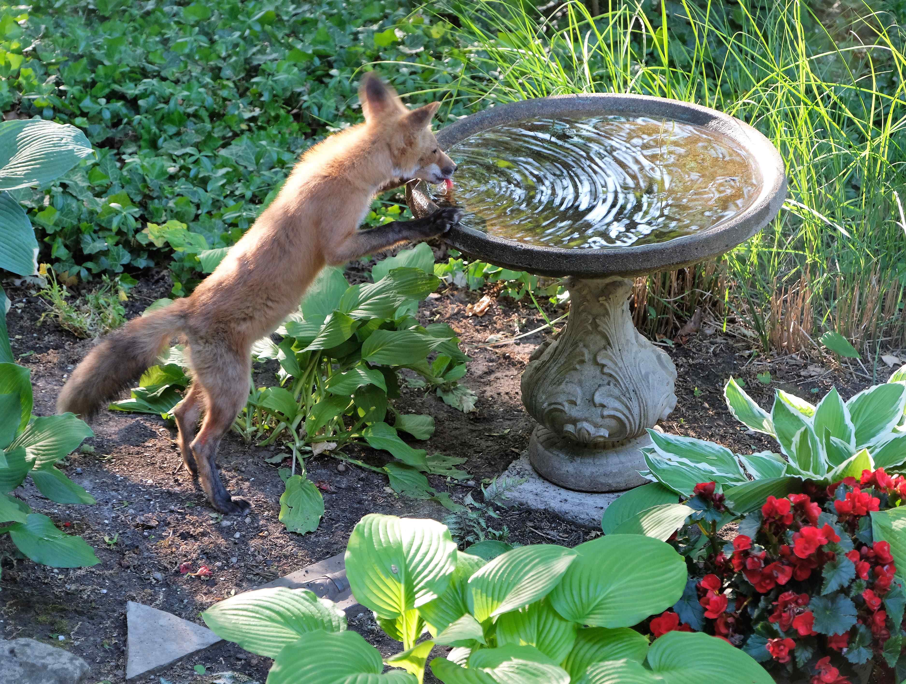 Nature photograph fox having a drink at the birdbath - pink tongue