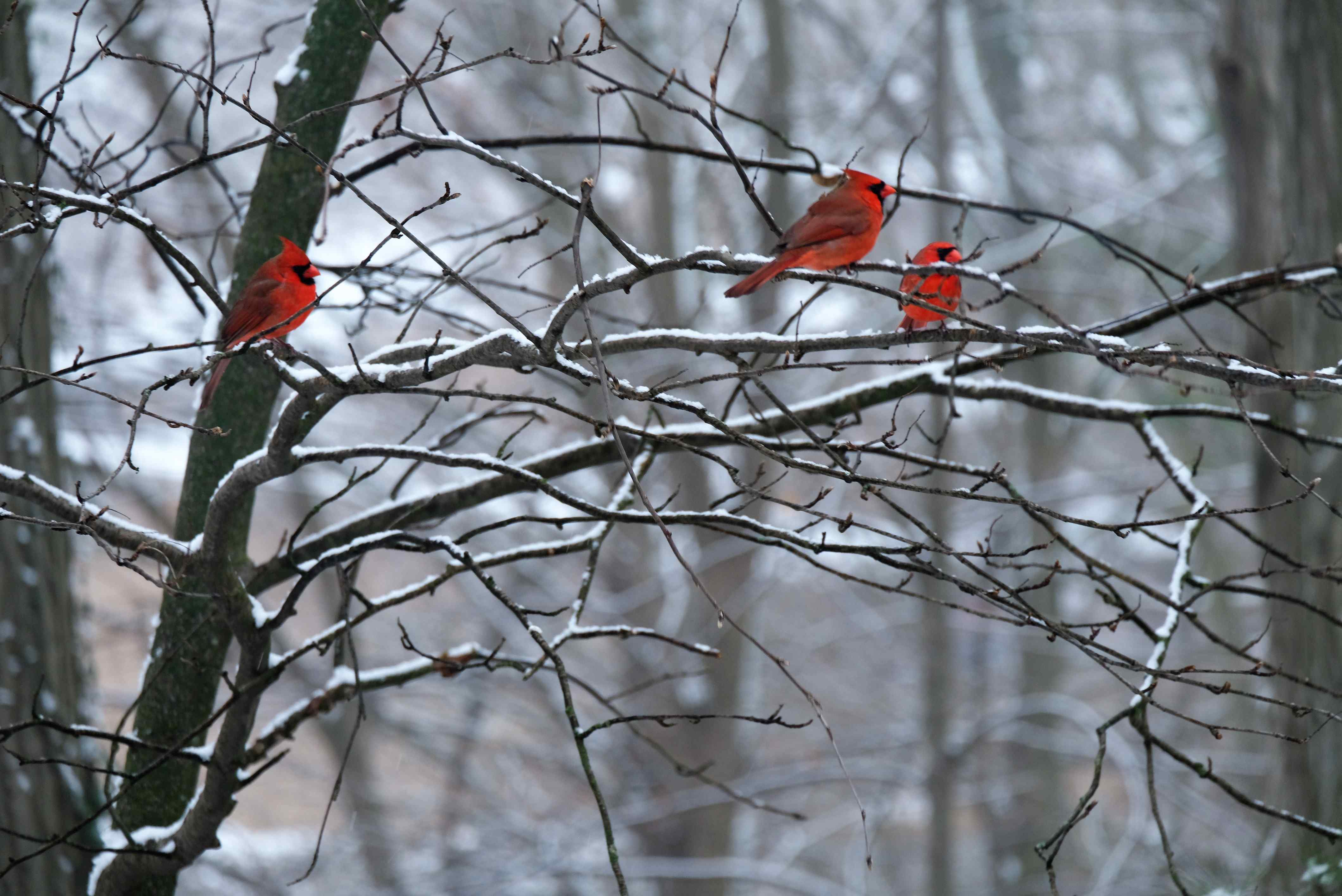 Nature photograph 3 cocky cardinals