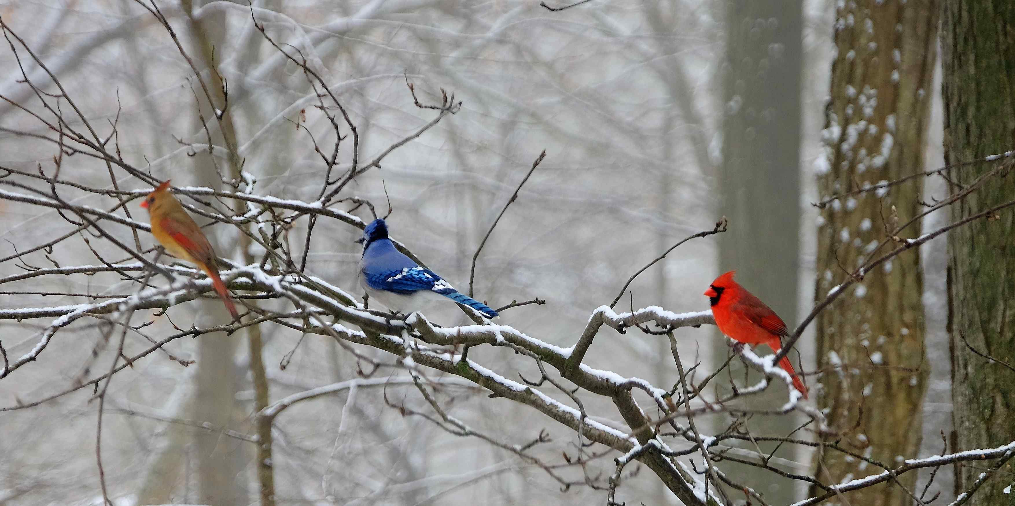 Nature photograph tri-colour