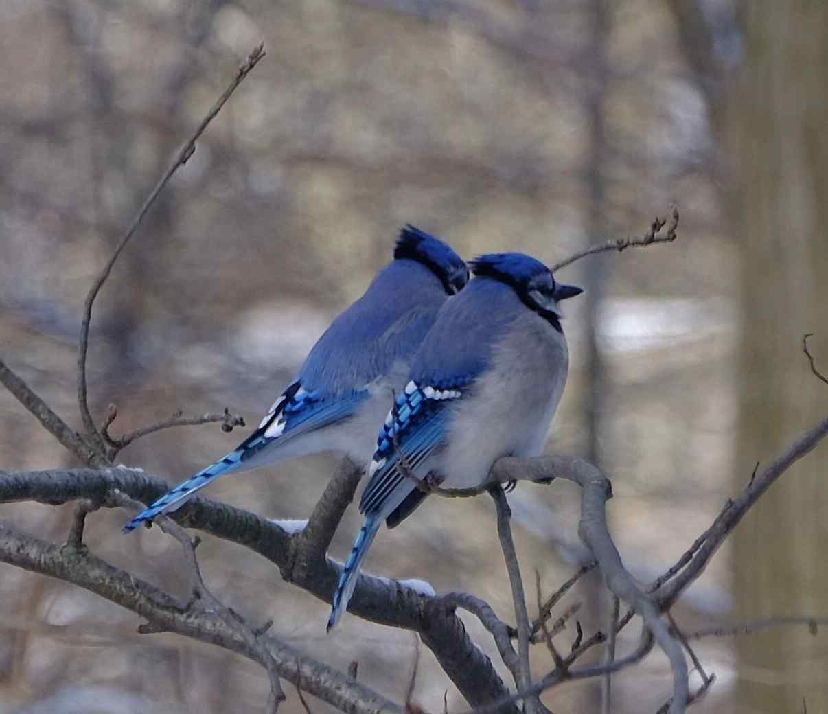 Nature photograph two blue jays up-close