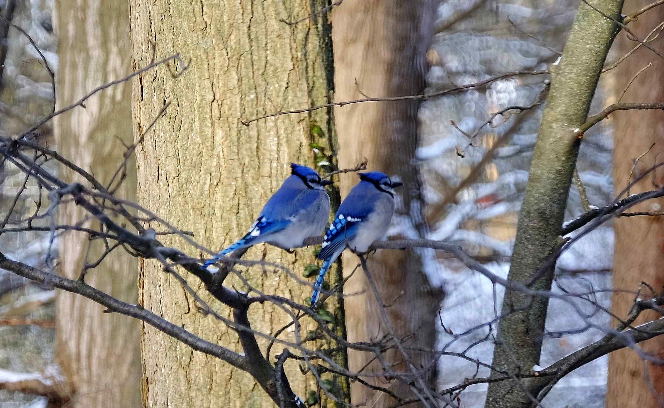Nature photograph two jays