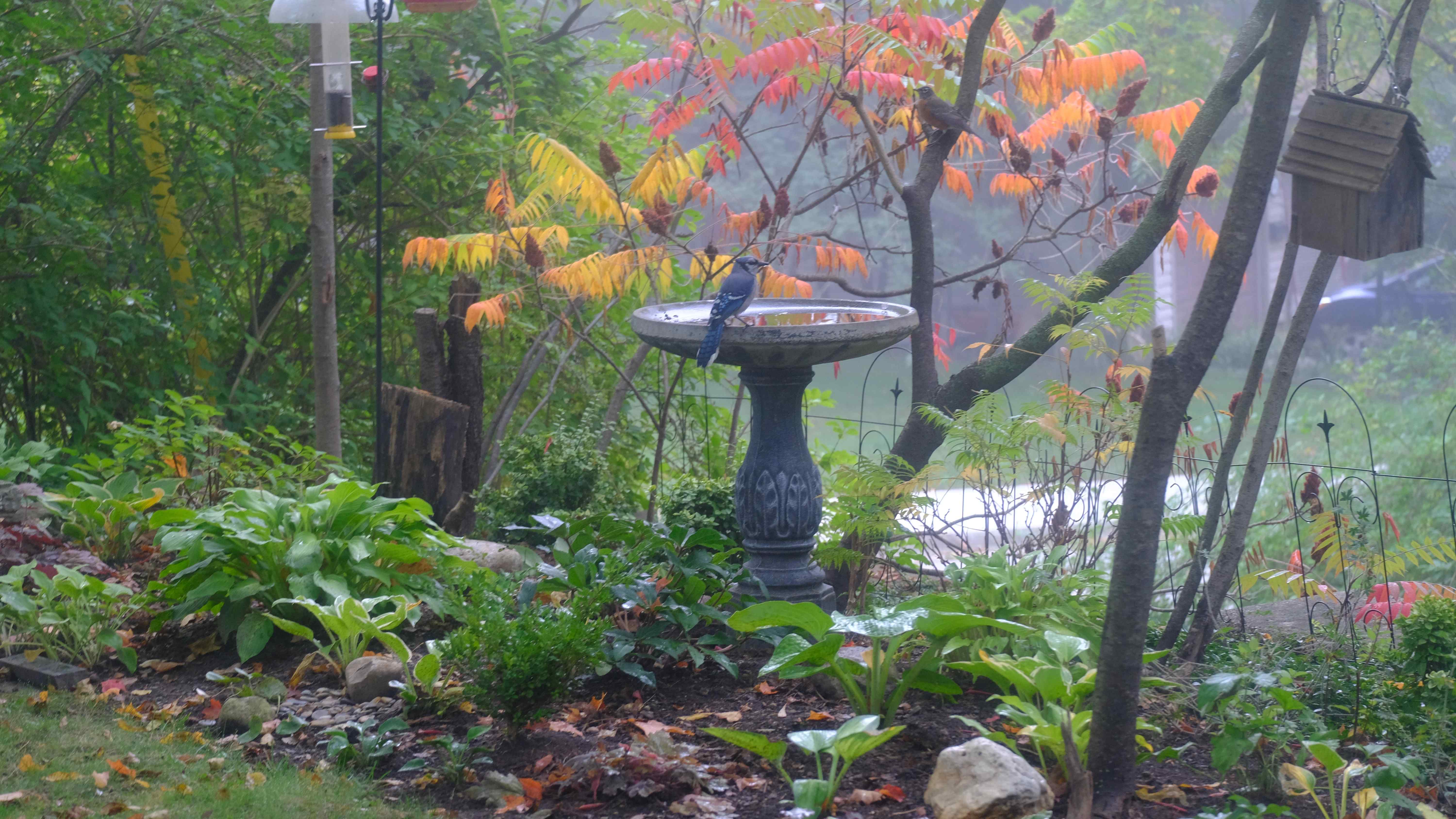 Nature photograph blue jay at the bath