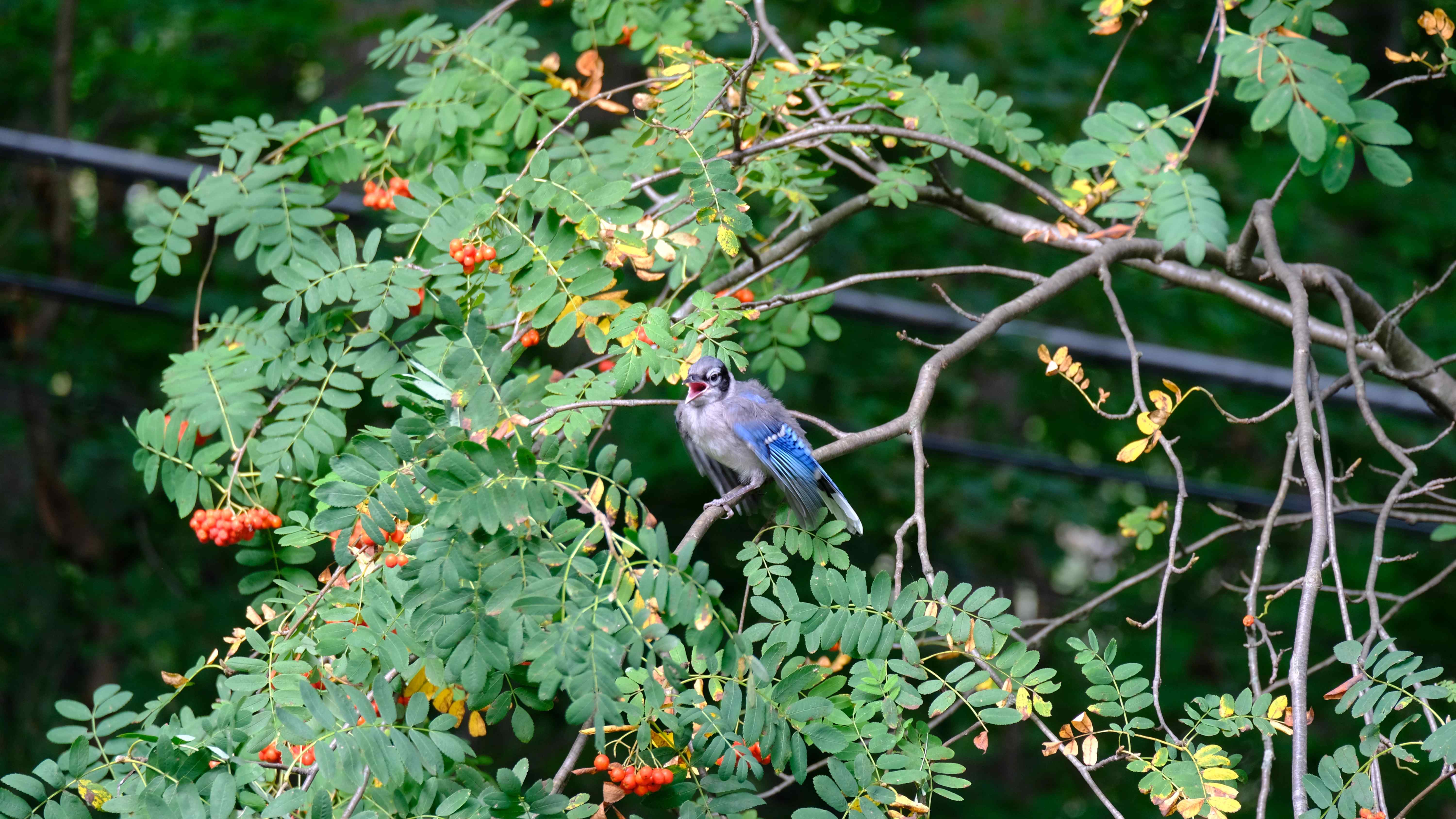 Nature photograph squawking blue jay