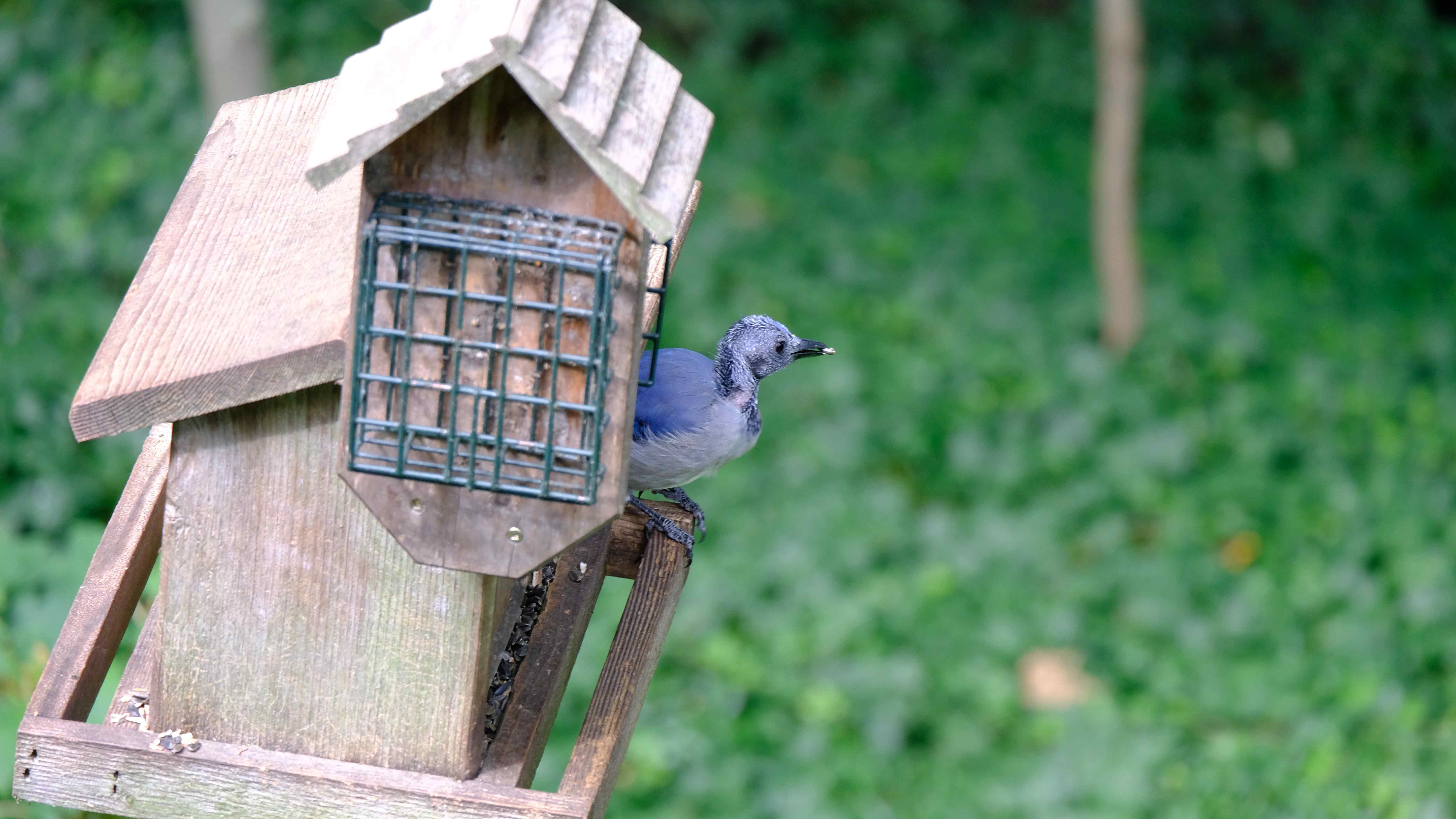 Nature photograph molting bue jay