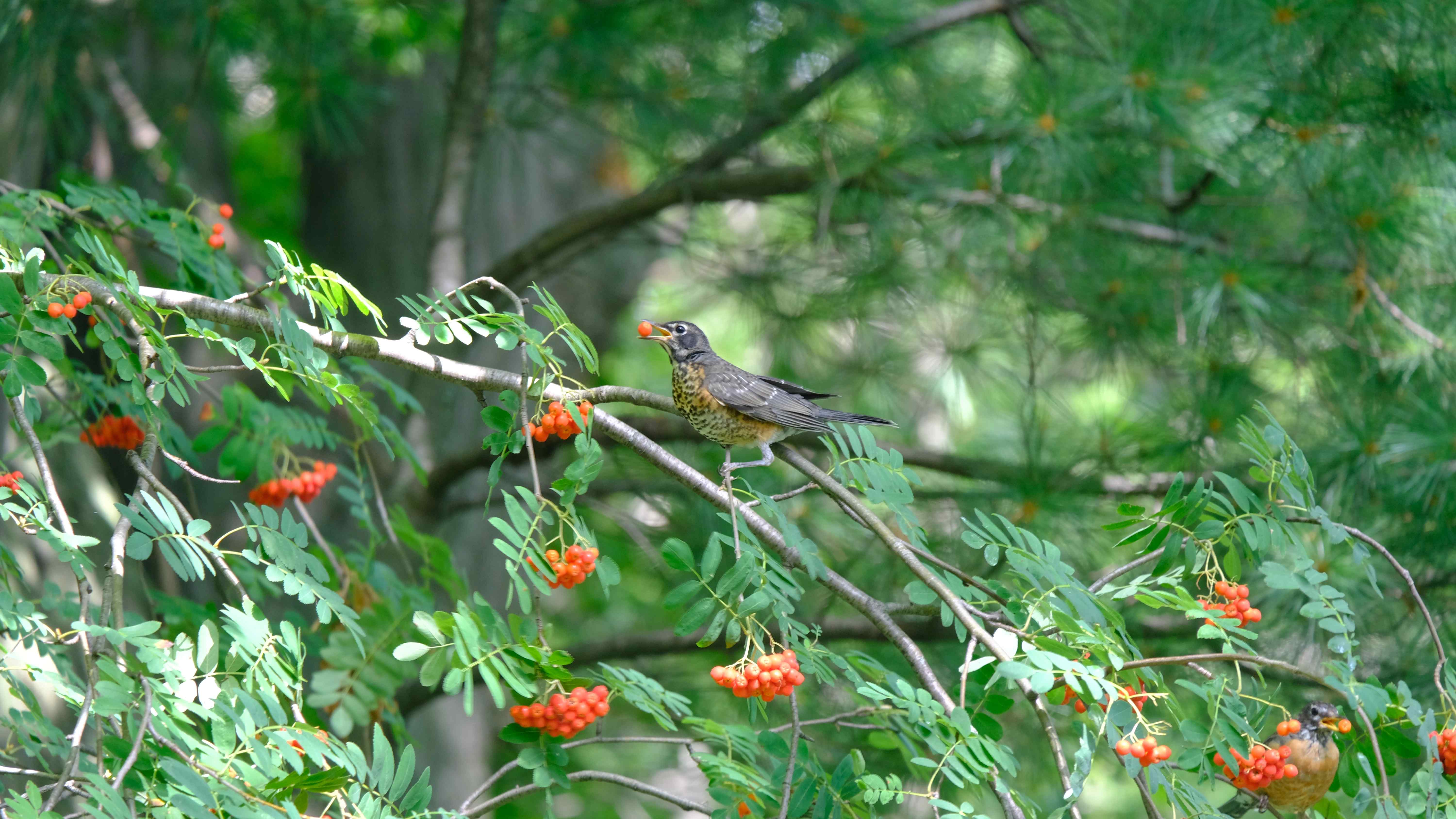 Nature photograph berry in beak