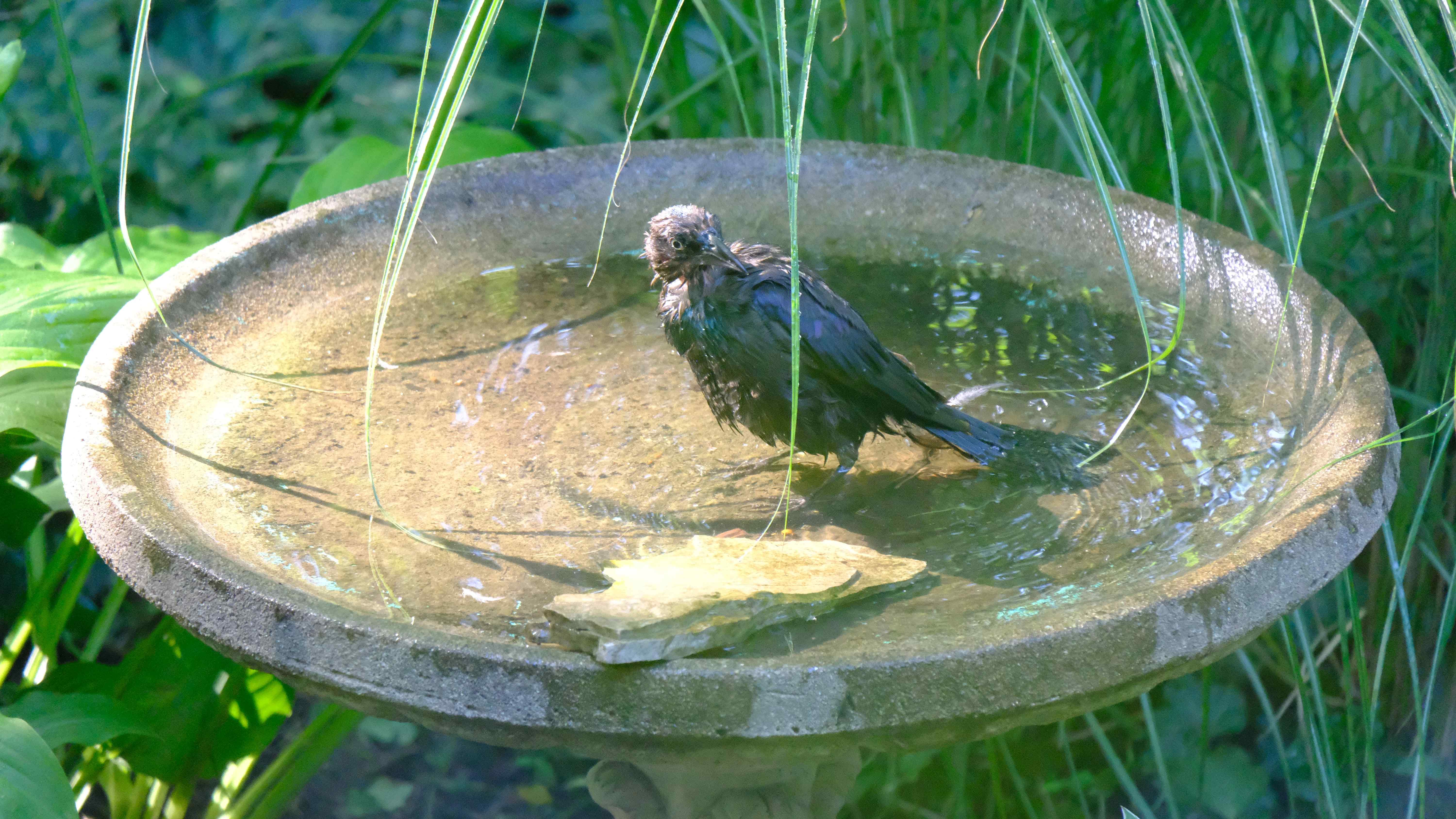 Nature photograph wet starling
