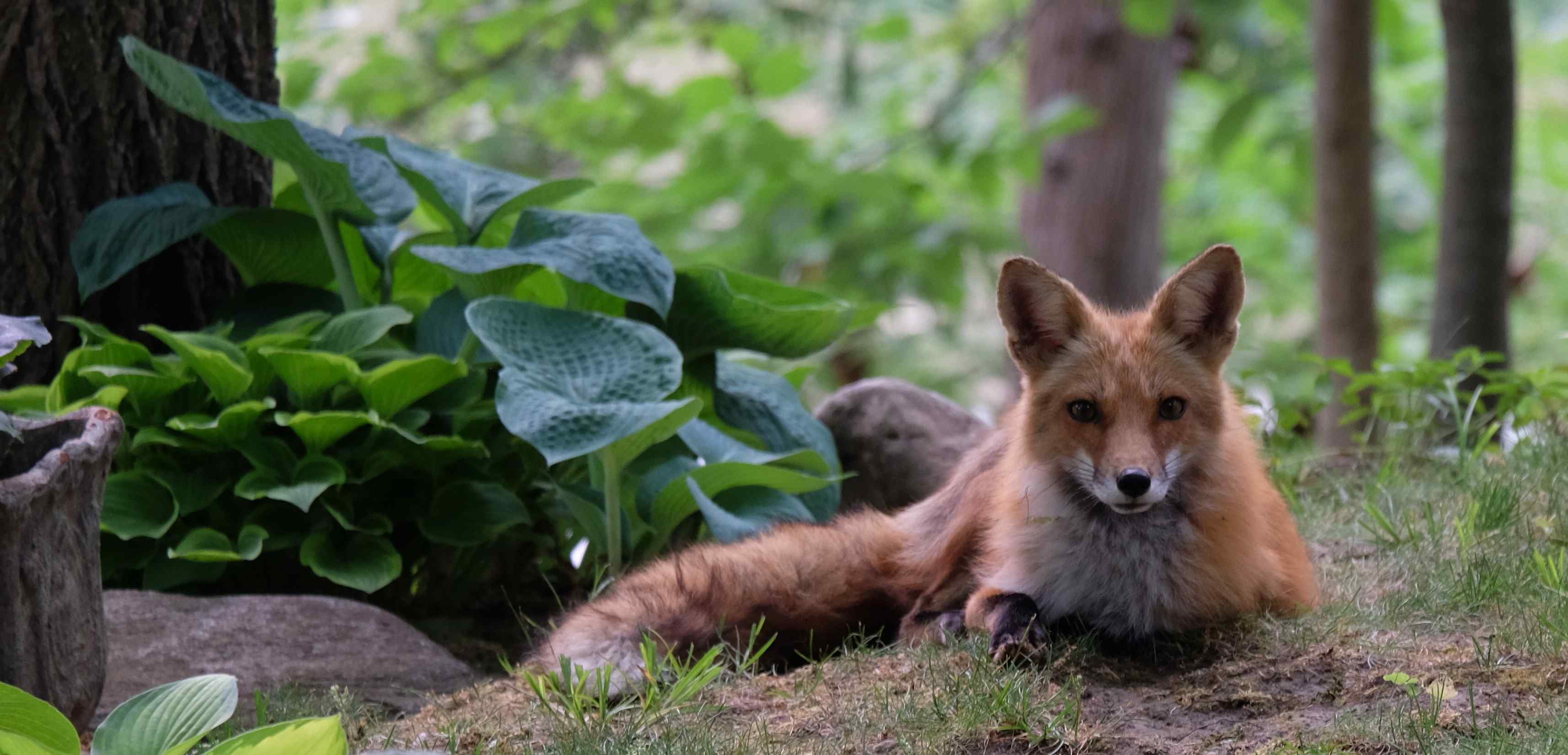 Nature photograph handsome fox resting on the front lawn
