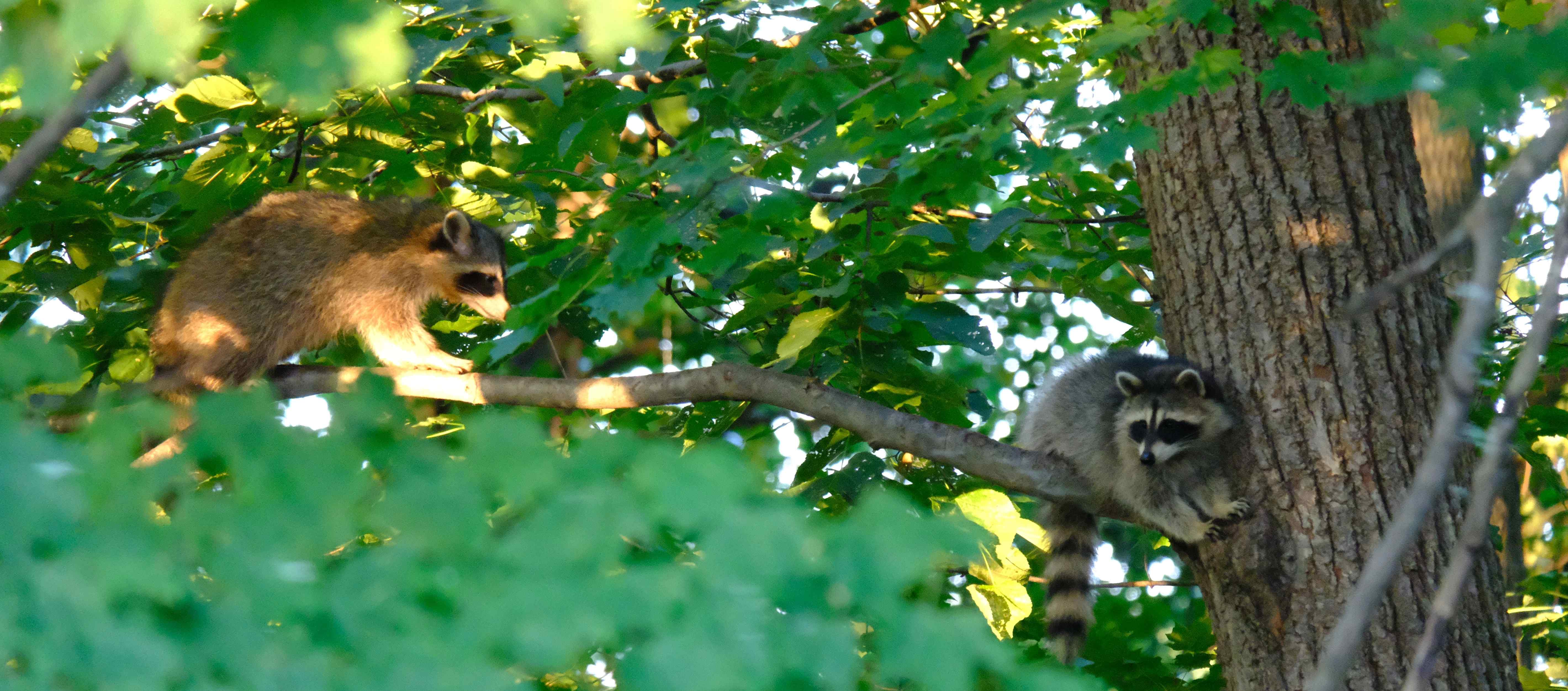 Nature photograph sibling raccoons