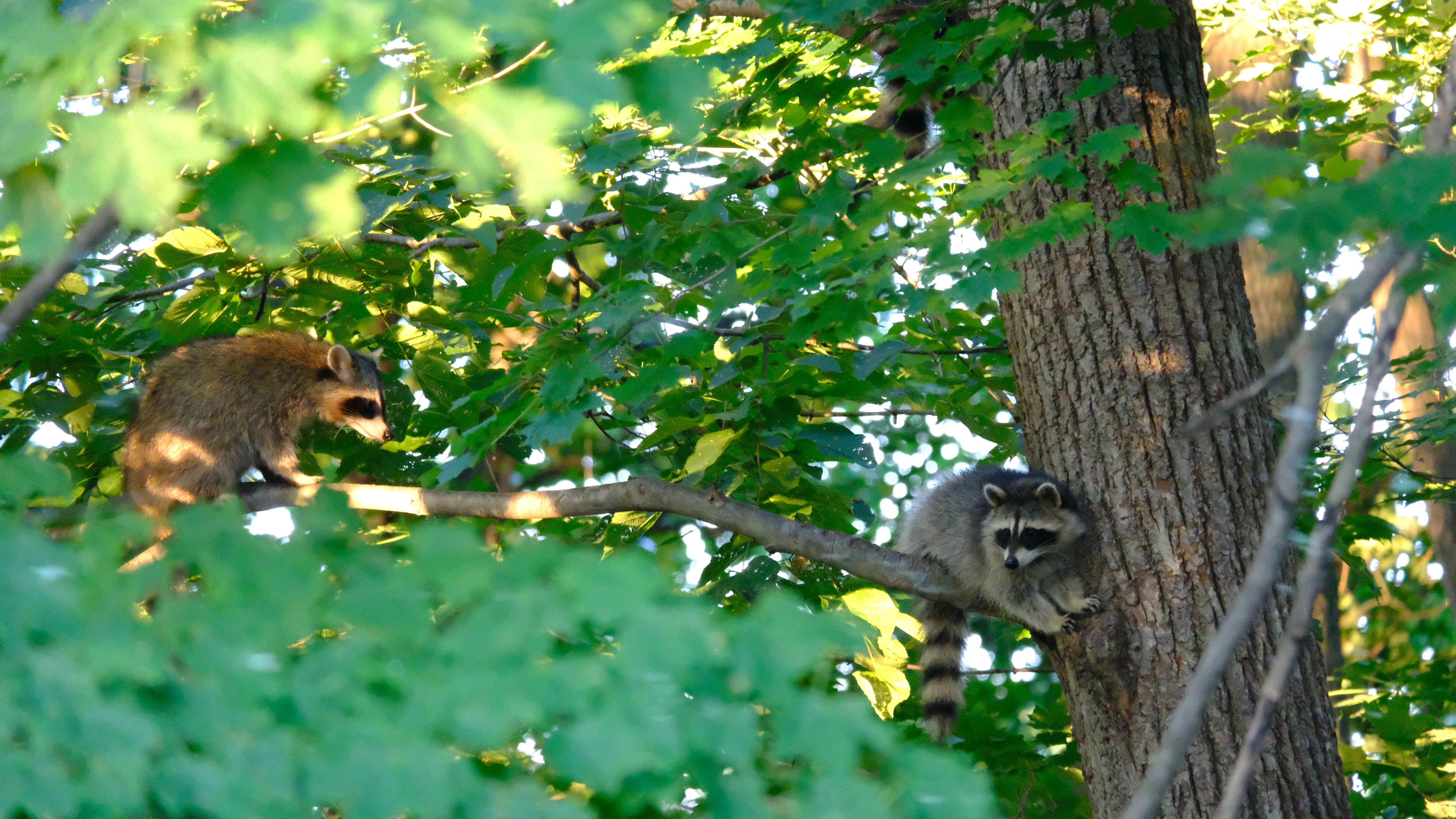 Nature photograph two raccoons and a tail