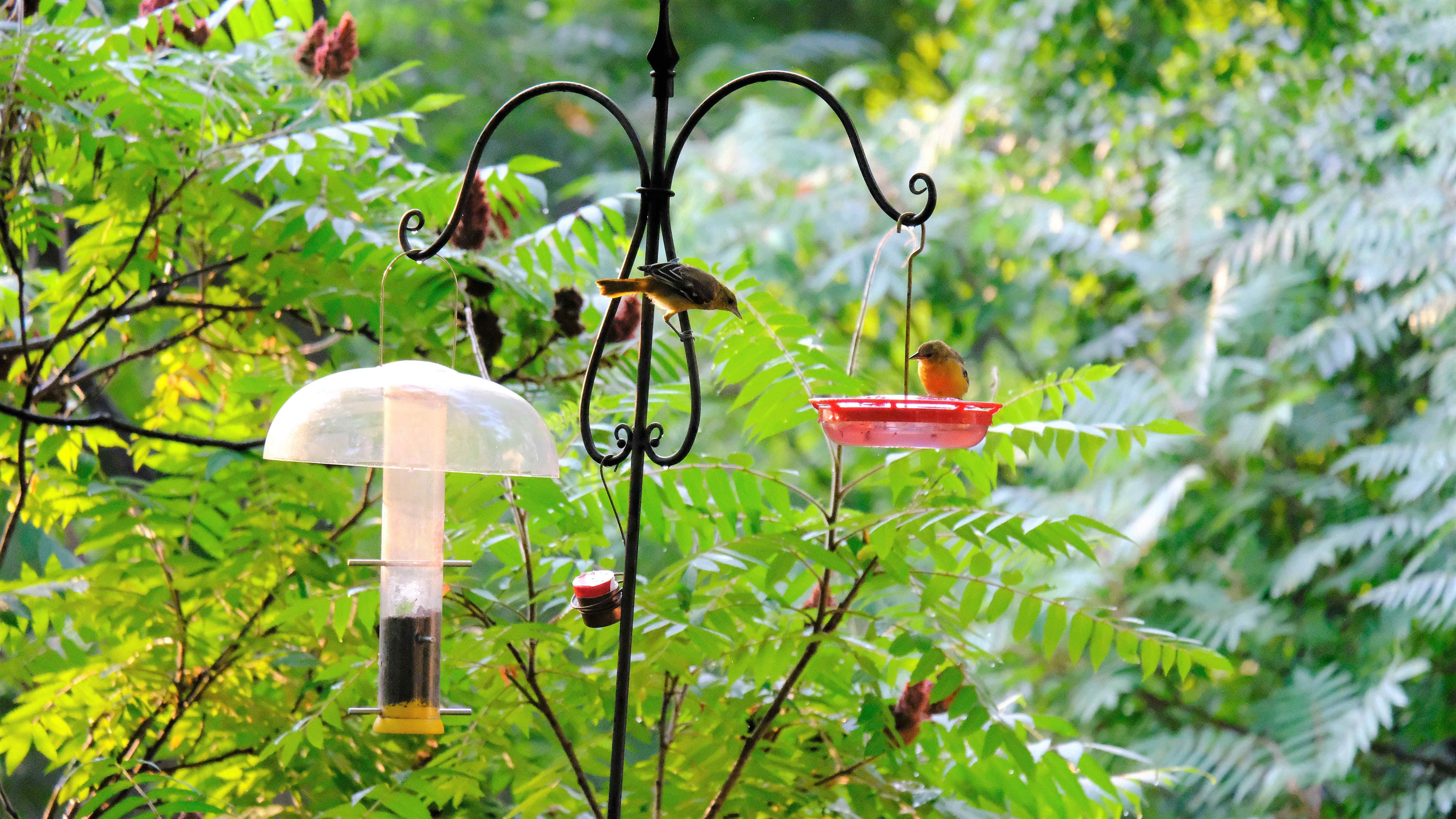 Nature photograph baltimore orioles