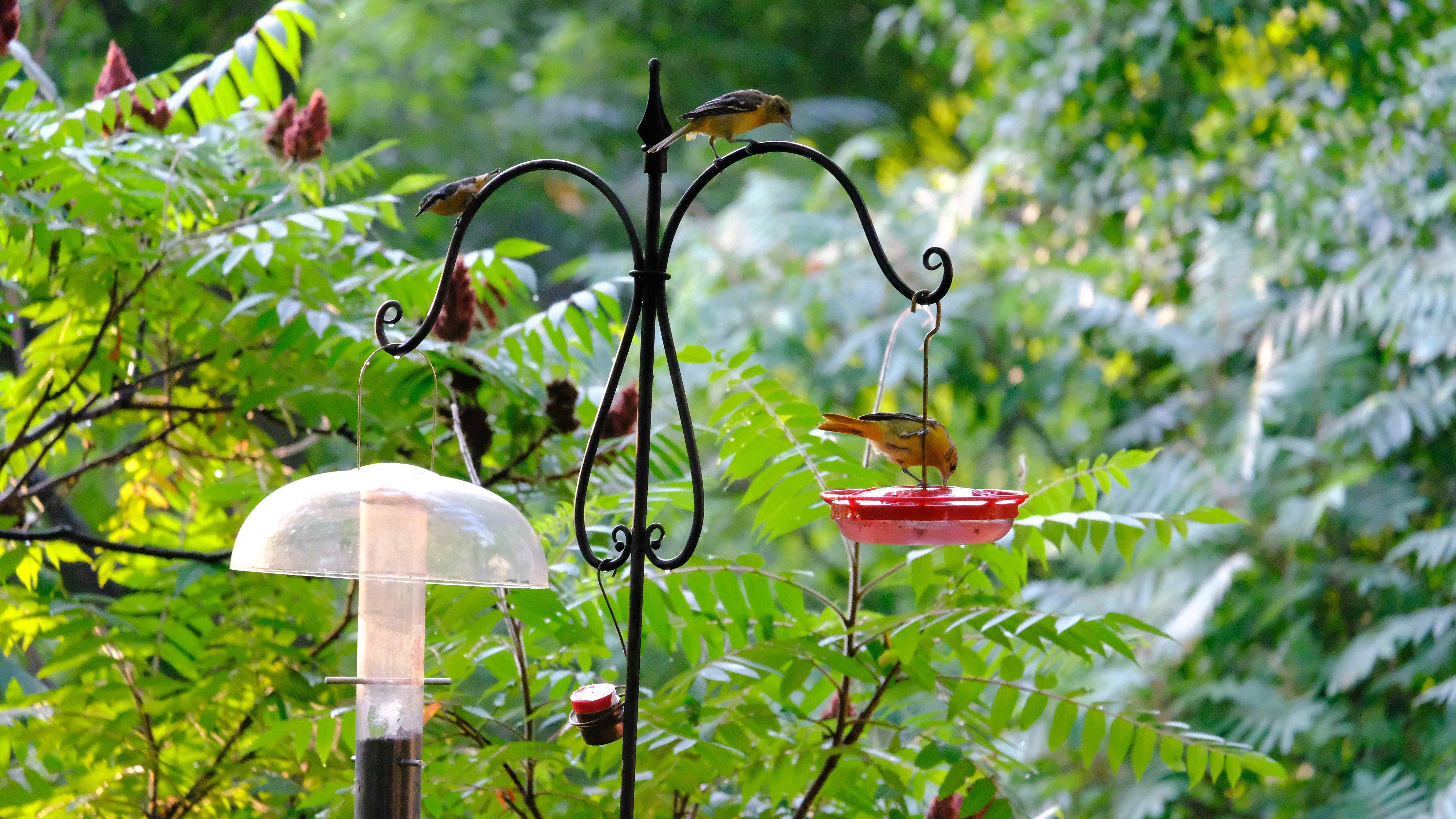 Nature photograph two orioles and a nuthatch