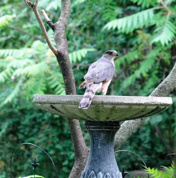 Nature photograph cooper's hawk in the birdbath