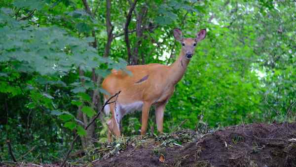 Nature photograph deer with scars