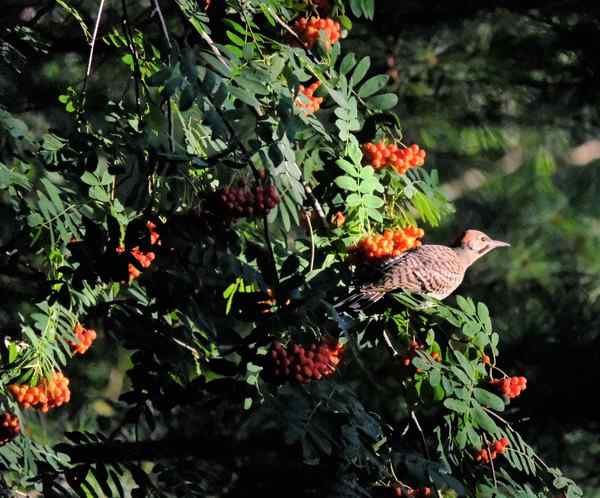 Nature photograph northern flicker in the mountain ash