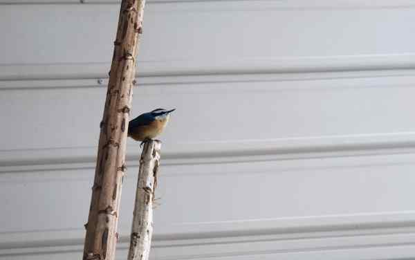Nature photograph nuthatch on the bamboo