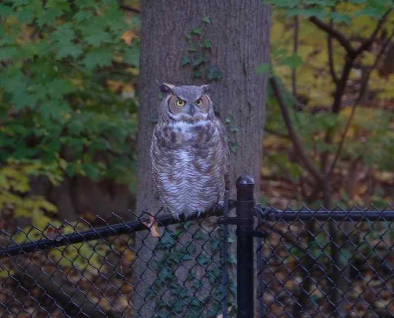 Nature photograph great-horned owl sitting on our fence
