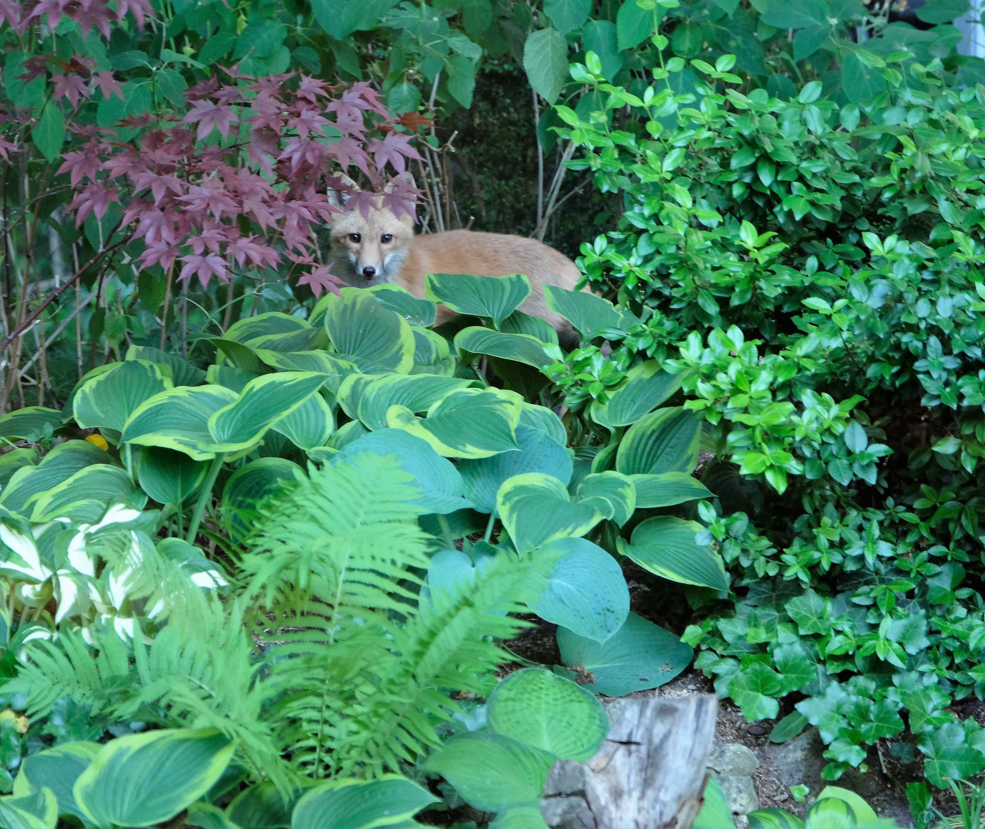 Nature photograph fox in the hostas