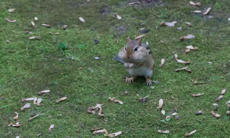 Nature photograph chipmunk with stuffed cheeks