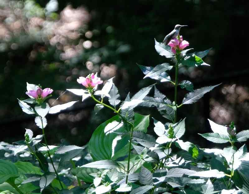 Nature photograph hummingbird perched on a turtlehead flower