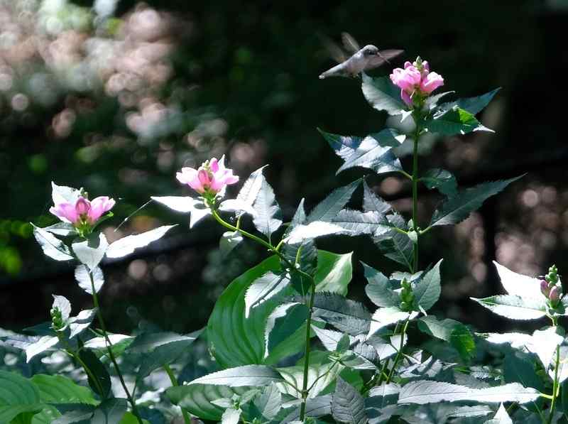 Nature photograph hummingbird hovering over a turtlehead