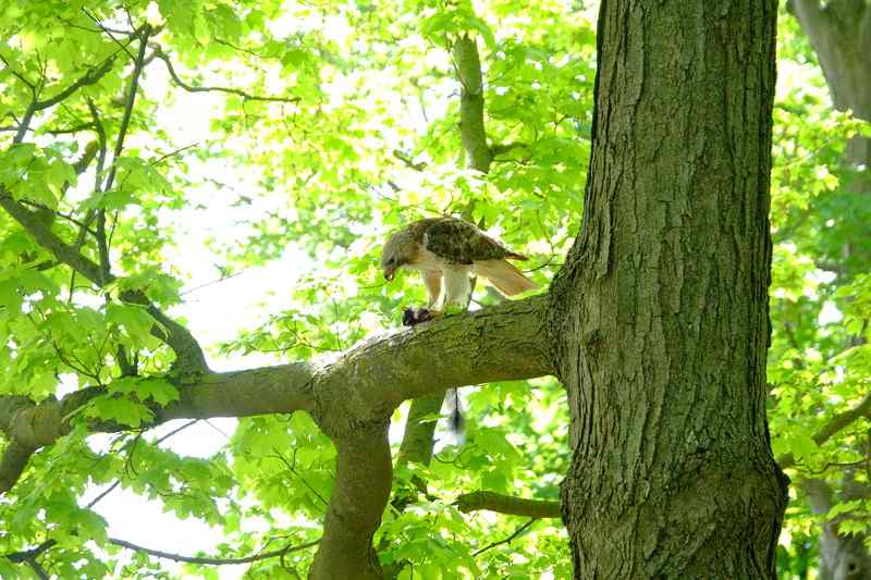 Nature photograph redtail hawk eating a squirrel