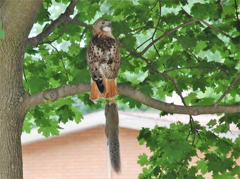 Nature photograph hawk with squirrel in claws