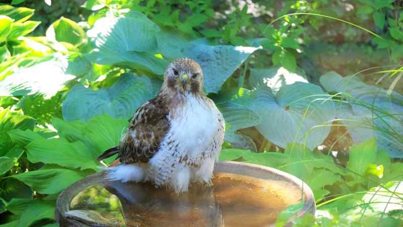 Nature photograph redtail hawk in the birdbath