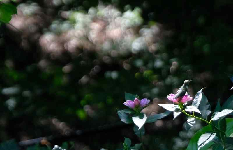 Nature photograph hummingbird landed on turtlehead