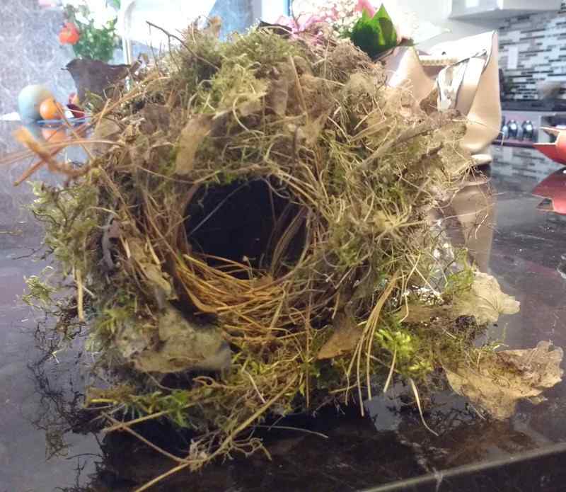 Nature photograph bird nest found in the impatiens on balcony