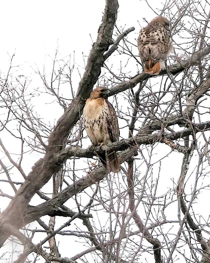 Nature photograph a pair of hawks