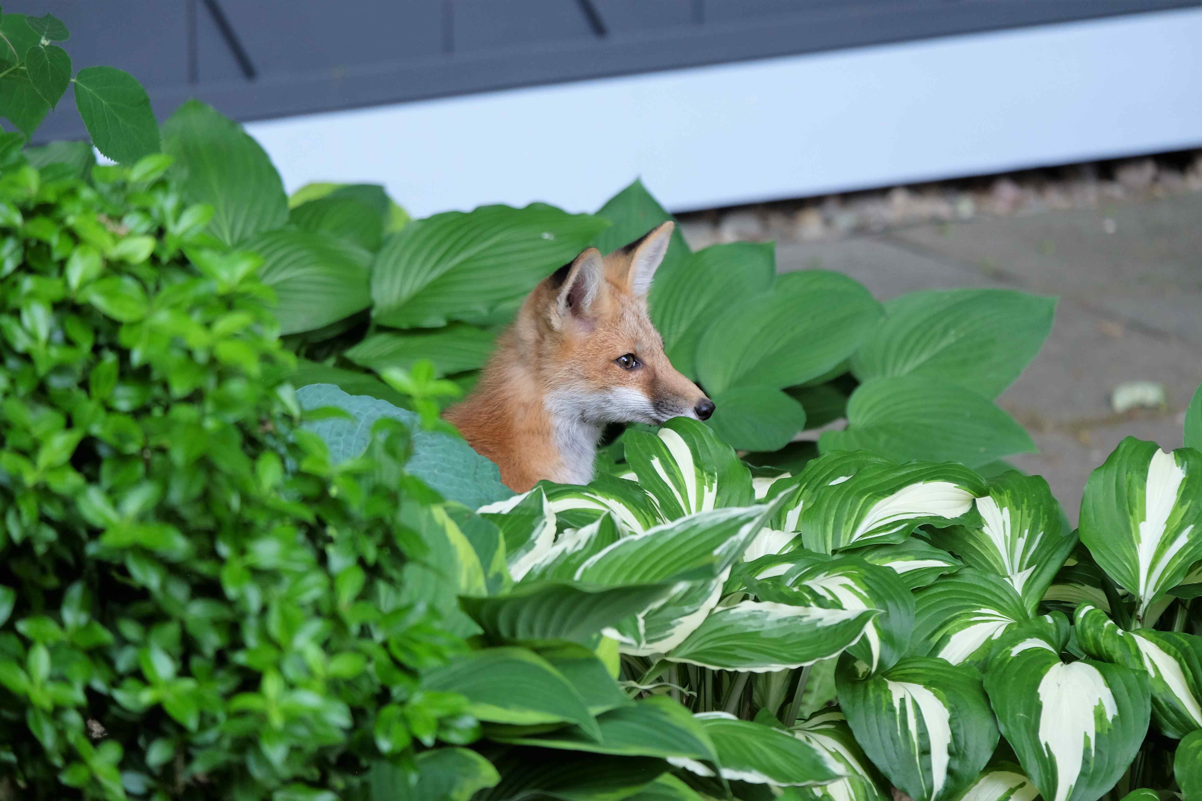 Nature photograph fox head in the hostas