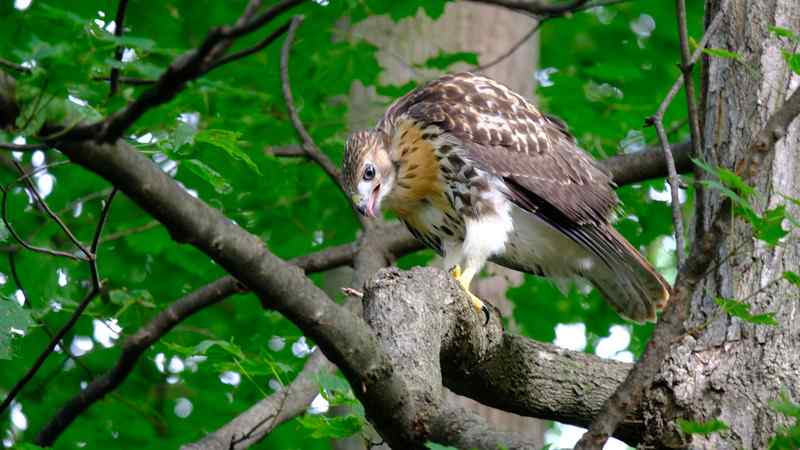 Nature photograph hawk having lunch