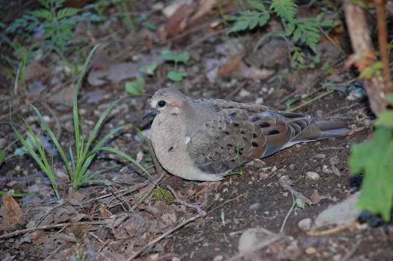 Nature photograph dove with an ant
