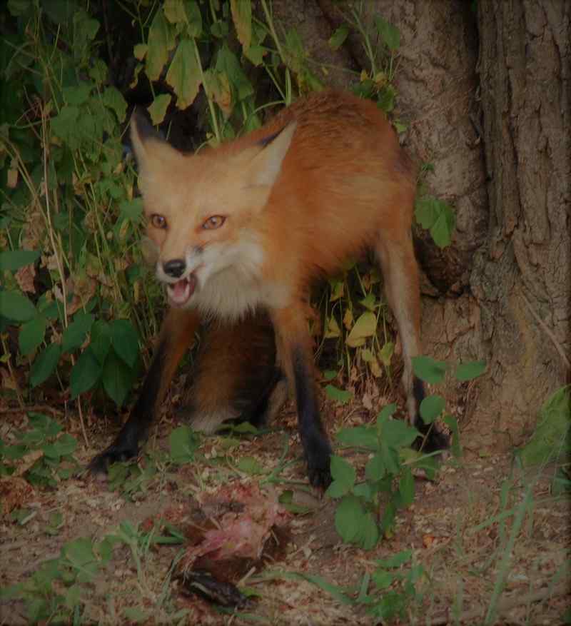 Nature photograph mean-looking fox