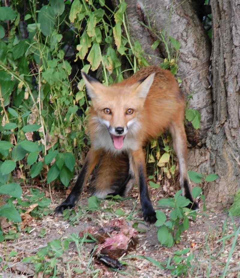 Nature photograph fox protecting his catch