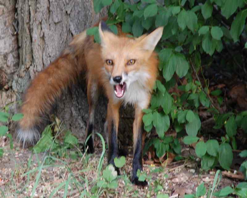Nature photograph snarling fox